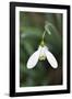 Snowdrop Galanthus Magnet-null-Framed Photographic Print
