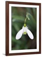 Snowdrop Galanthus Magnet-null-Framed Photographic Print