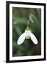Snowdrop Galanthus Magnet-null-Framed Photographic Print