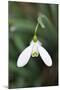 Snowdrop Galanthus Magnet-null-Mounted Photographic Print