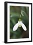 Snowdrop Galanthus Magnet-null-Framed Photographic Print