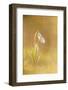 Snowdrop (Galanthus nivalis) flowering, at sunset, Kent, England-Robert Canis-Framed Photographic Print