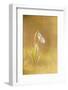 Snowdrop (Galanthus nivalis) flowering, at sunset, Kent, England-Robert Canis-Framed Photographic Print