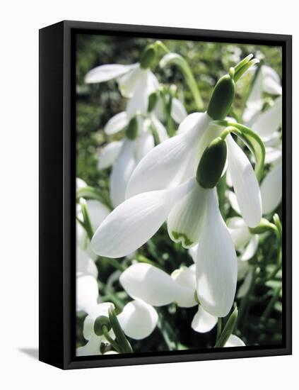 Snowdrop (Galanthus Nivalis) Flowers-Cordelia Molloy-Framed Stretched Canvas
