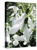 Snowdrop (Galanthus Nivalis) Flowers-Cordelia Molloy-Stretched Canvas