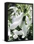 Snowdrop (Galanthus Nivalis) Flowers-Cordelia Molloy-Framed Stretched Canvas