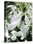 Snowdrop (Galanthus Nivalis) Flowers-Cordelia Molloy-Stretched Canvas