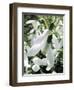 Snowdrop (Galanthus Nivalis) Flowers-Cordelia Molloy-Framed Premium Photographic Print