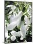 Snowdrop (Galanthus Nivalis) Flowers-Cordelia Molloy-Mounted Premium Photographic Print