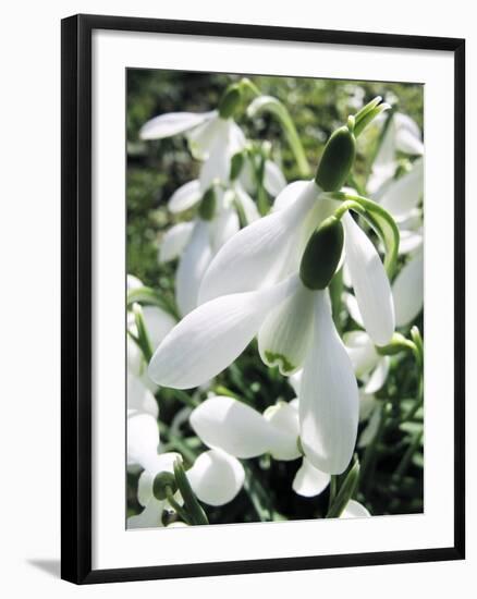 Snowdrop (Galanthus Nivalis) Flowers-Cordelia Molloy-Framed Premium Photographic Print