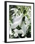 Snowdrop (Galanthus Nivalis) Flowers-Cordelia Molloy-Framed Premium Photographic Print