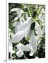 Snowdrop (Galanthus Nivalis) Flowers-Cordelia Molloy-Framed Photographic Print