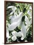 Snowdrop (Galanthus Nivalis) Flowers-Cordelia Molloy-Framed Photographic Print