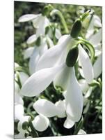 Snowdrop (Galanthus Nivalis) Flowers-Cordelia Molloy-Mounted Photographic Print