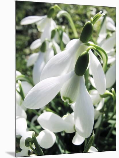 Snowdrop (Galanthus Nivalis) Flowers-Cordelia Molloy-Mounted Photographic Print