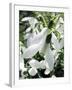 Snowdrop (Galanthus Nivalis) Flowers-Cordelia Molloy-Framed Photographic Print