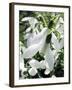 Snowdrop (Galanthus Nivalis) Flowers-Cordelia Molloy-Framed Photographic Print