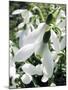 Snowdrop (Galanthus Nivalis) Flowers-Cordelia Molloy-Mounted Photographic Print