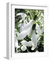 Snowdrop (Galanthus Nivalis) Flowers-Cordelia Molloy-Framed Photographic Print