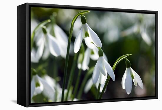 Snowdrop (Galanthus Sp.)-Dr. Keith Wheeler-Framed Stretched Canvas