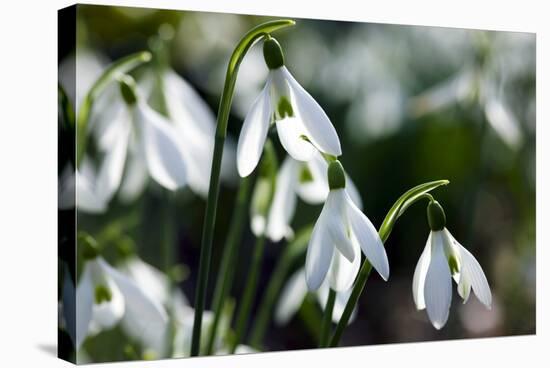 Snowdrop (Galanthus Sp.)-Dr. Keith Wheeler-Stretched Canvas