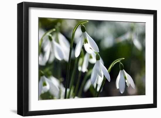 Snowdrop (Galanthus Sp.)-Dr. Keith Wheeler-Framed Premium Photographic Print