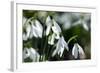 Snowdrop (Galanthus Sp.)-Dr. Keith Wheeler-Framed Premium Photographic Print
