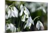 Snowdrop (Galanthus Sp.)-Dr. Keith Wheeler-Mounted Premium Photographic Print