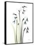 Snowdrop Galanthus-Albert Koetsier-Framed Stretched Canvas