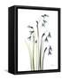 Snowdrop Galanthus-Albert Koetsier-Framed Stretched Canvas