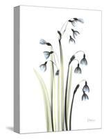 Snowdrop Galanthus-Albert Koetsier-Stretched Canvas