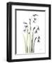 Snowdrop Galanthus-Albert Koetsier-Framed Art Print