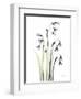Snowdrop Galanthus-Albert Koetsier-Framed Art Print