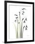 Snowdrop Galanthus-Albert Koetsier-Framed Art Print