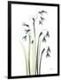 Snowdrop Galanthus-Albert Koetsier-Framed Art Print