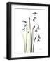 Snowdrop Galanthus-Albert Koetsier-Framed Art Print