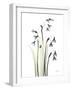 Snowdrop Galanthus-Albert Koetsier-Framed Art Print