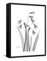Snowdrop Gray-Albert Koetsier-Framed Stretched Canvas
