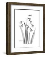 Snowdrop Gray-Albert Koetsier-Framed Premium Giclee Print