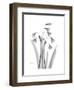 Snowdrop Gray-Albert Koetsier-Framed Premium Giclee Print