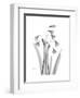 Snowdrop Gray-Albert Koetsier-Framed Premium Giclee Print