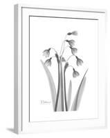 Snowdrop Gray-Albert Koetsier-Framed Premium Giclee Print