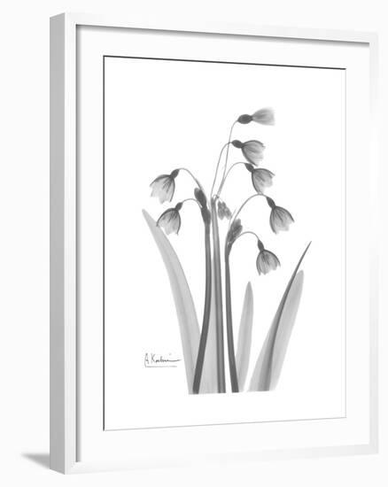 Snowdrop Gray-Albert Koetsier-Framed Premium Giclee Print