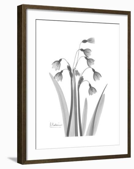 Snowdrop Gray-Albert Koetsier-Framed Premium Giclee Print