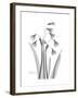 Snowdrop Gray-Albert Koetsier-Framed Premium Giclee Print