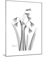 Snowdrop Gray-Albert Koetsier-Mounted Premium Giclee Print