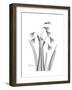 Snowdrop Gray-Albert Koetsier-Framed Premium Giclee Print