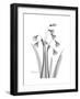 Snowdrop Gray-Albert Koetsier-Framed Premium Giclee Print