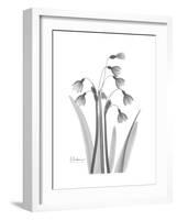 Snowdrop Gray-Albert Koetsier-Framed Premium Giclee Print