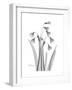 Snowdrop Gray-Albert Koetsier-Framed Premium Giclee Print